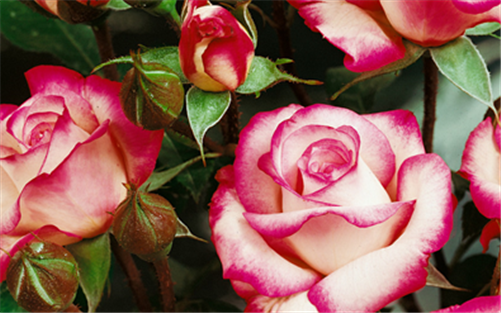 Your browser does not support the webp format